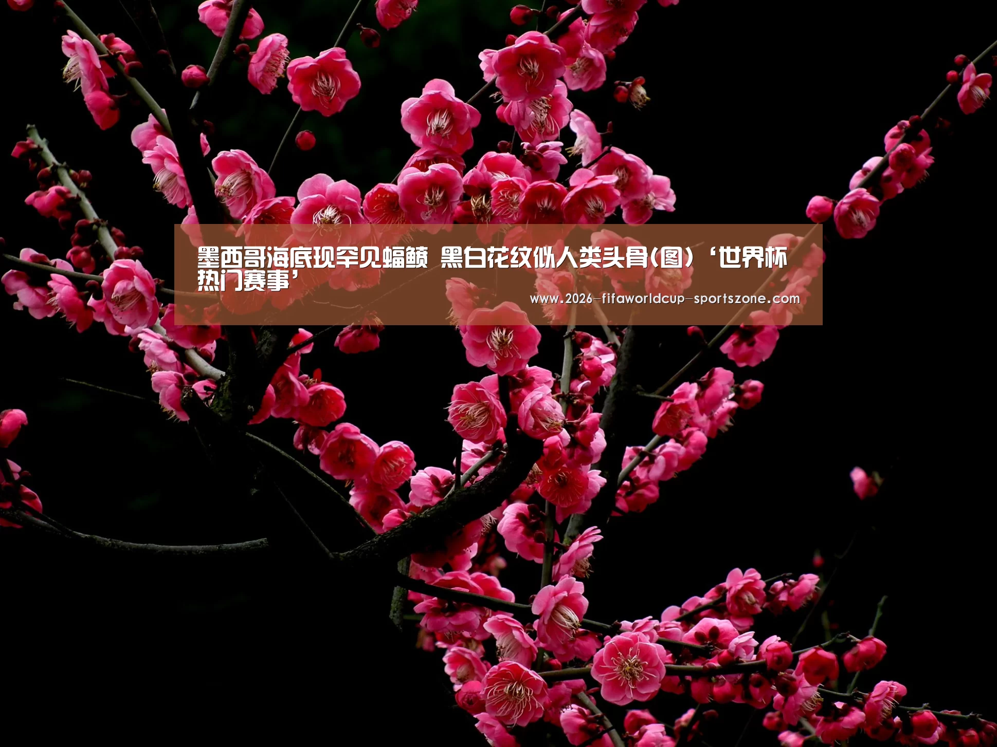  世界杯综合娱乐平台